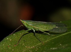 Pteroplegma jacobiana