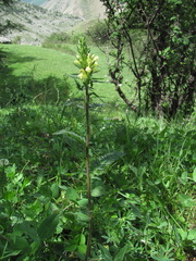 Pedicularis daghestanica