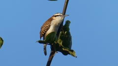 Campylorhynchus rufinucha