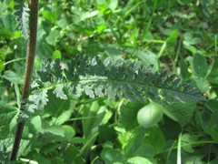 Pedicularis daghestanica