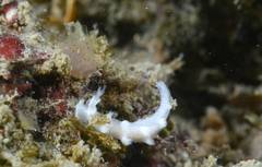 Aplidium punctum