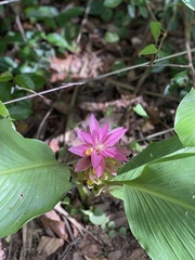 Curcuma australasica