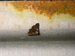 Metalectra praecisalis