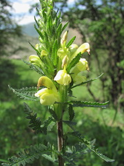 Pedicularis daghestanica