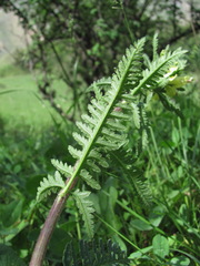 Pedicularis daghestanica