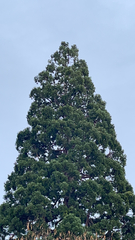 Sequoiadendron giganteum