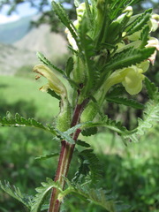 Pedicularis daghestanica