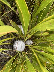 Protea cryophila