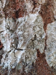 Lecanora argentata