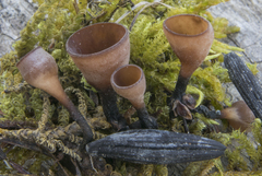 Myriosclerotinia sulcatula