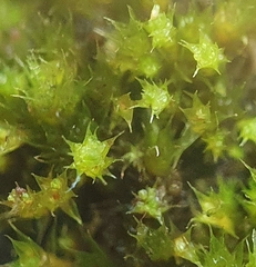 Bryum gemmiferum