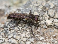 Lithoeciscus heydenii