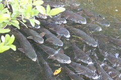 鲻
