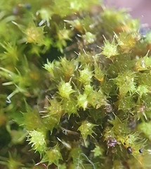 Bryum gemmiferum