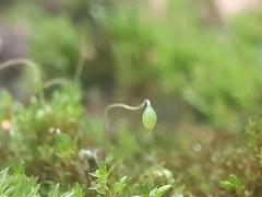 Bryum gemmiferum