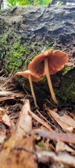 Psathyrella echinata