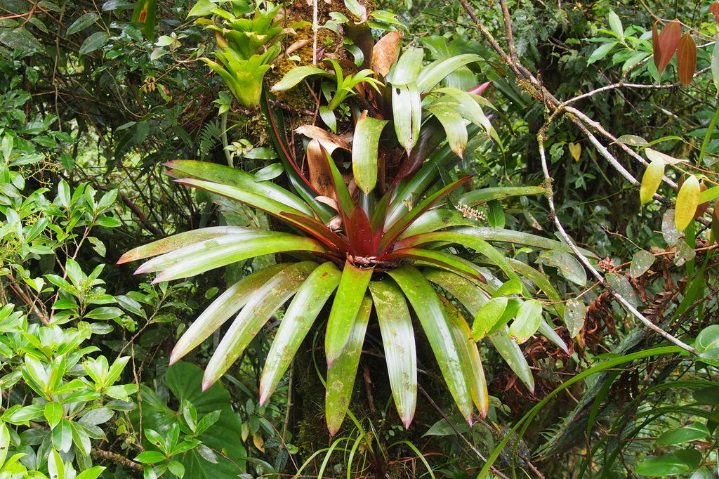 Werauhia greenbergii