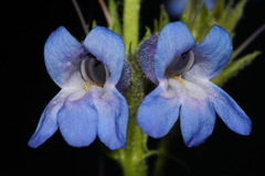 Penstemon radicosus