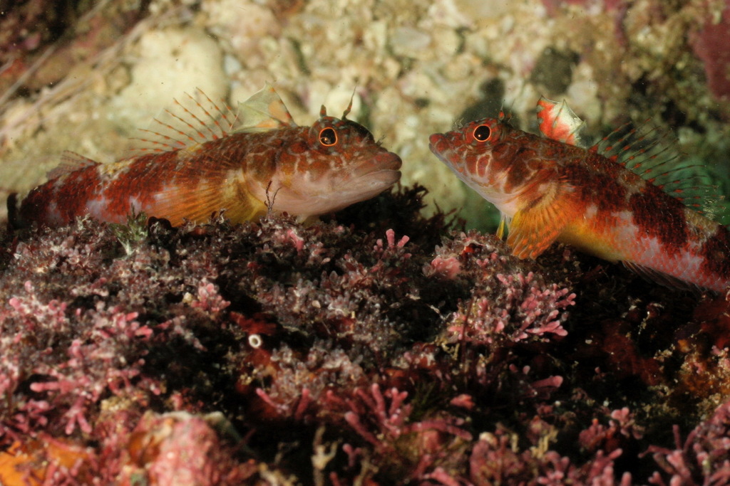 Signal Triplefin