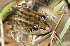 Leptodactylus latrans