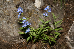 Penstemon radicosus