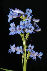 Penstemon radicosus
