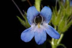 Penstemon radicosus