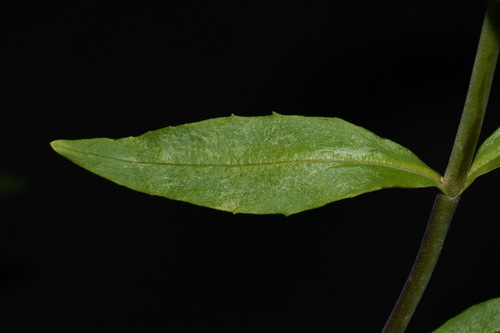 Image of Penstemon radicosus by (c) Brian Finzel, some rights reserved (CC BY-SA)