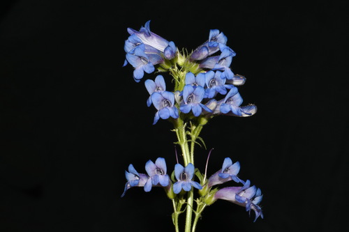 Image of Penstemon radicosus by (c) Brian Finzel, some rights reserved (CC BY-SA)