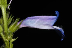 Penstemon radicosus