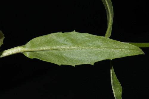 Image of Penstemon radicosus by (c) Brian Finzel, some rights reserved (CC BY-SA)