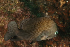 Stegastes acapulcoensis image