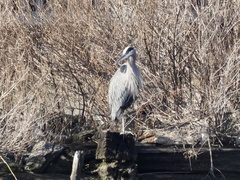 Ardea herodias