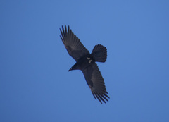 Corvus corax