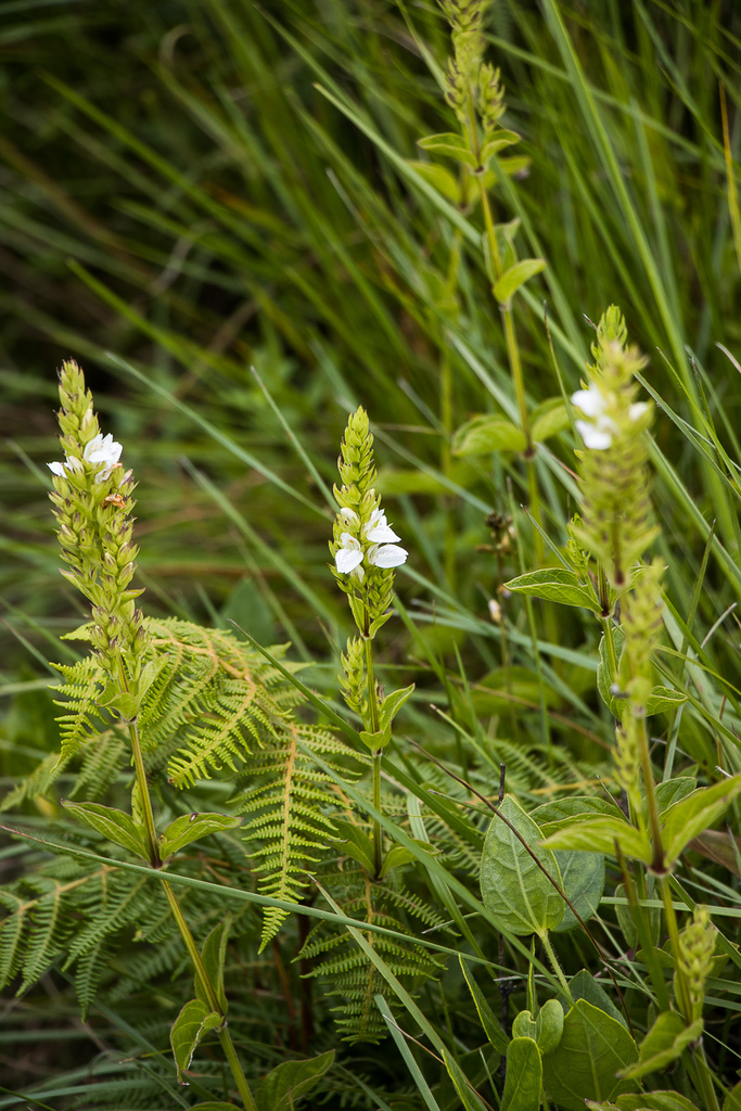Isoglossa ovata