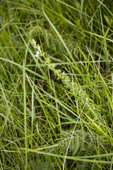 Syncolostemon parviflorus