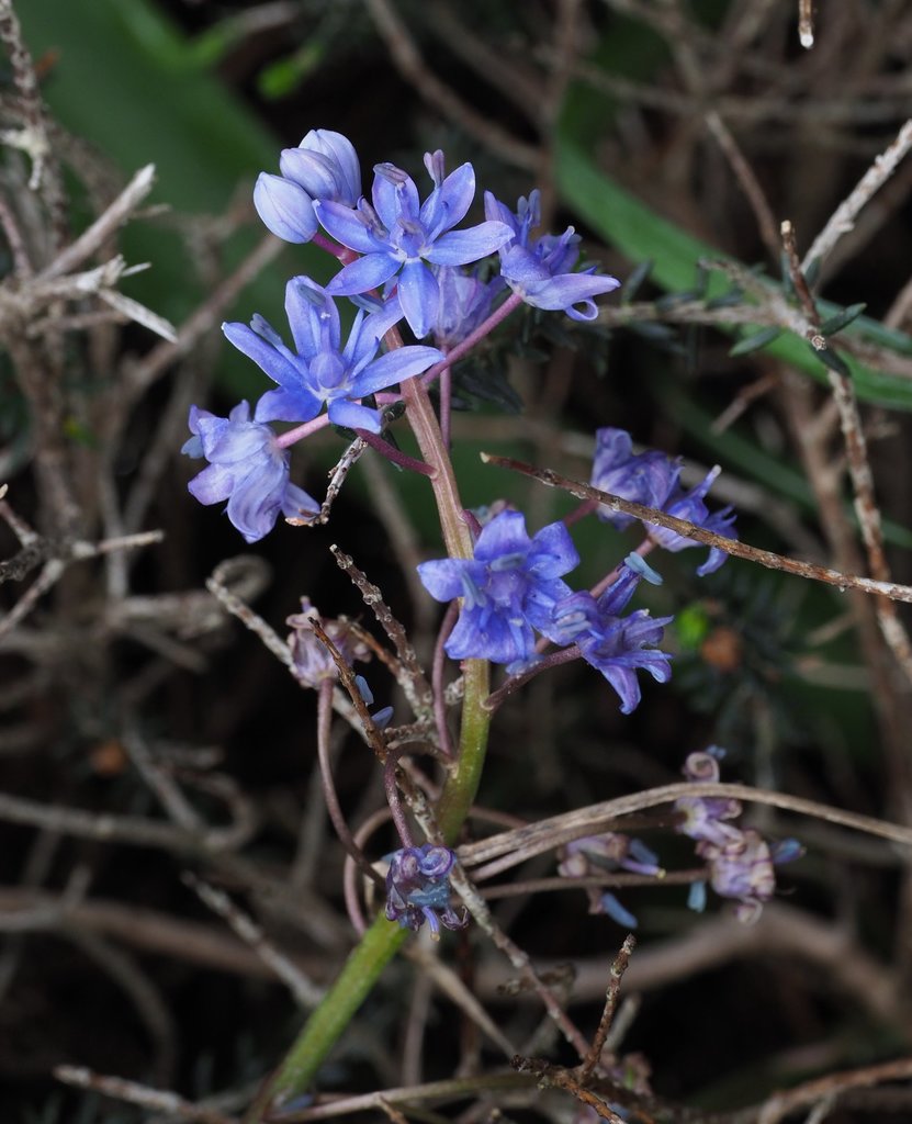 Scilla andria