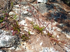 Cyanotis speciosa
