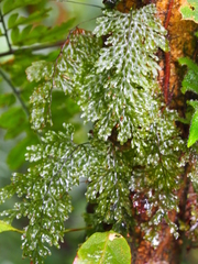 Hymenophyllum polyanthon