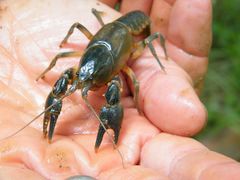 Cambarus harti