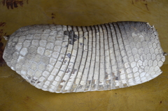 Cabassous unicinctus