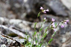 Boechera microphylla