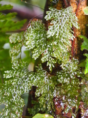 Hymenophyllum polyanthon