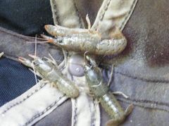 Cambarus latimanus