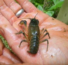 Cambarus harti