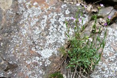 Boechera microphylla