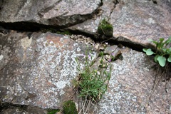 Boechera microphylla