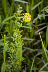 Lasiosiphon macropetalus