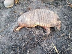 Cabassous unicinctus