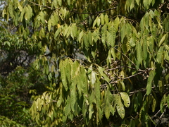 Aglaia lawii